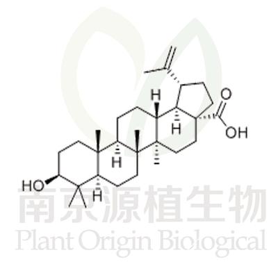 表白樺脂酸