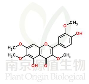 金腰乙素