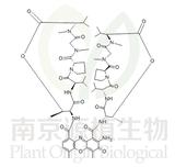 放線菌素D