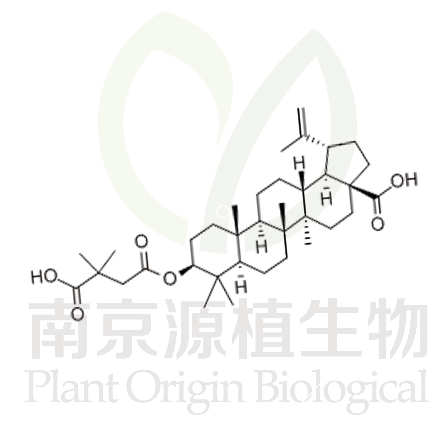 貝韋立馬