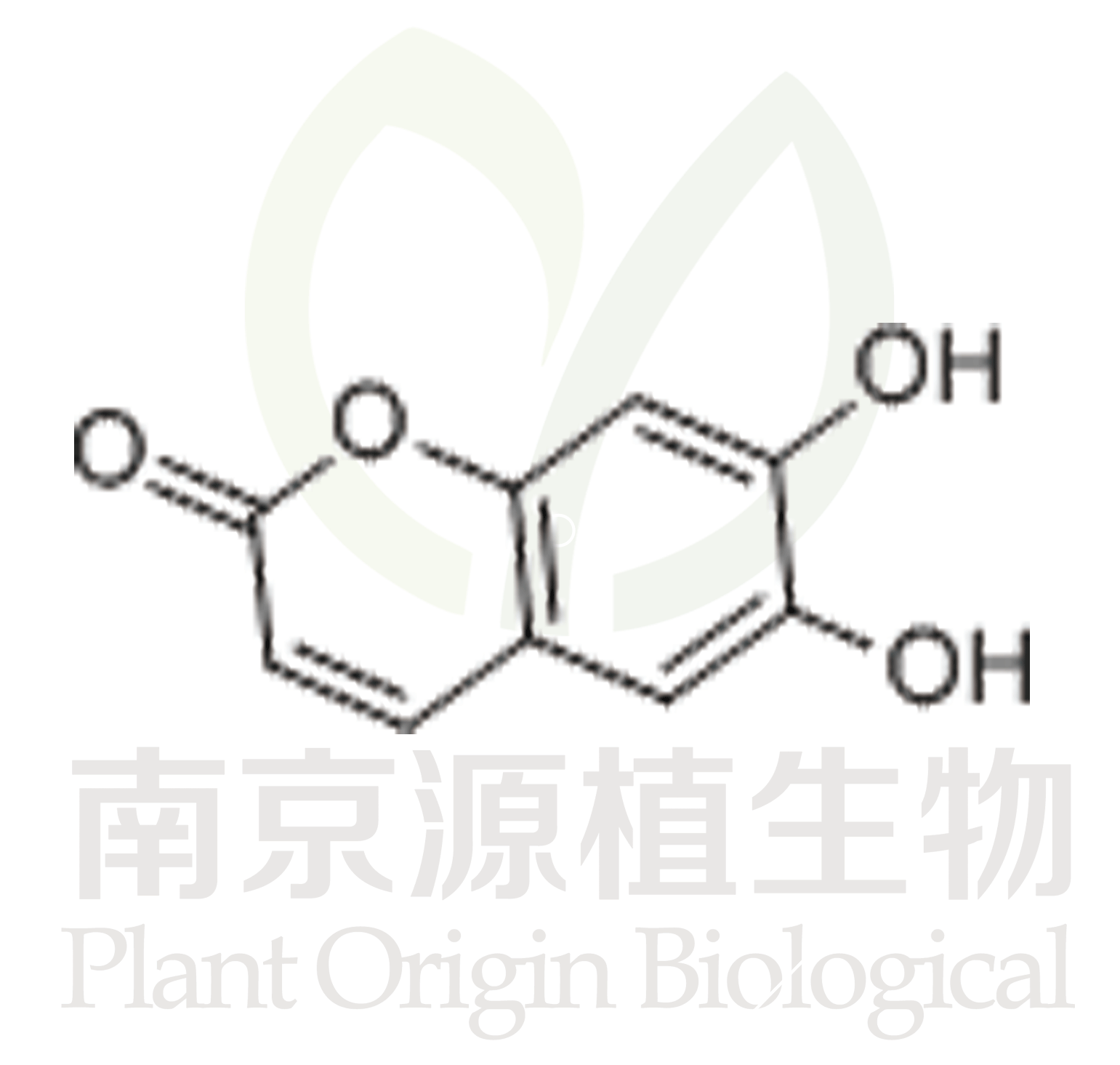 秦皮乙素