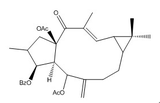 大戟因子L3