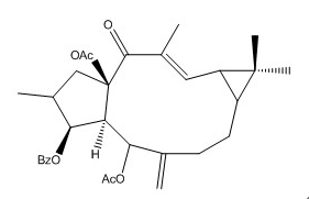 大戟因子L3